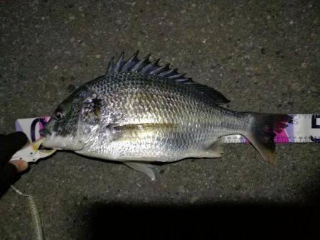 （2020/08/09 南港ヘチ釣り　 キ…