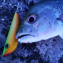 自作ペンシルでゴマフエダイ