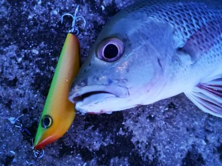 自作ペンシルでゴマフエダイ