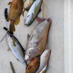 激渋の中、何とか良型マダイ!!