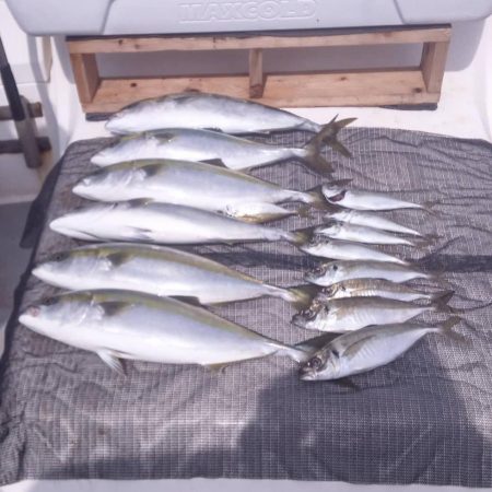 遊漁船SOUTH8/9釣果