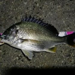 (2020/08/10 南港ヘチ釣り キビレチヌ 42.5cm,37cm ガシラ釣果有り)