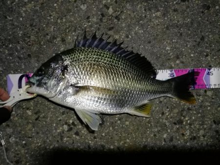 （2020/08/10 南港ヘチ釣り　 キ…