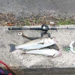 マゴチ祭り&シーバスおまけのクロダイ