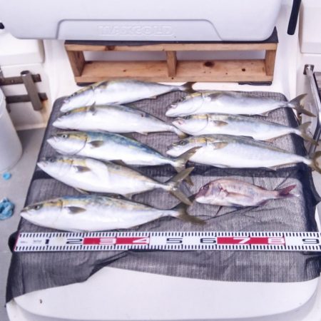 遊漁船SOUTH8/10釣果