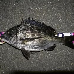 (2020/08/13 南港ヘチ釣り 真チヌ38.5㎝ キビレチヌ 40cm~小型 ガシラ釣果有り)