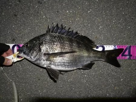 (2020/08/13 南港ヘチ釣り 真チヌ38.5㎝ キビレチヌ 40cm~小型 ガシラ釣果有り)