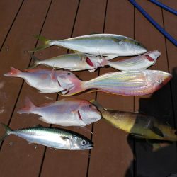 どうした日本海。。