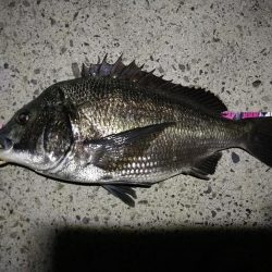 (2020/08/14 南港ヘチ釣り ギリ歳無し~真チヌ(50cm)キビレ:39㎝~ 釣果有り)