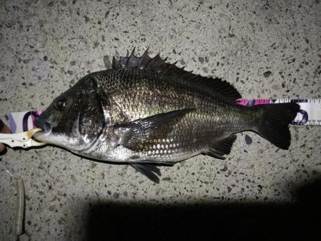 （2020/08/14 南港ヘチ釣り　 ギ…