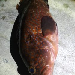 ロックフィッシュ高活性