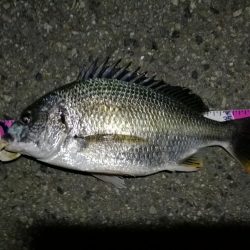 （2020/08/15 南港ヘチ釣り　 キビレチヌ 43cm,36cm～小型 ガシラ23㎝ 釣果有り）