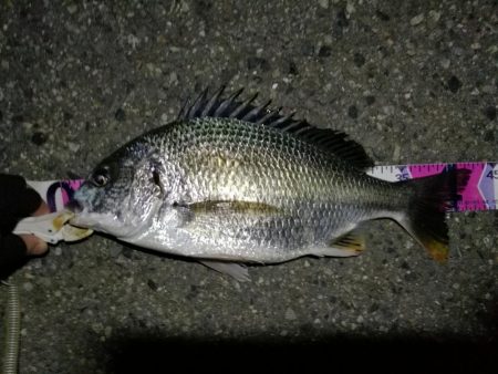 （2020/08/15 南港ヘチ釣り　 キビレチヌ 43cm,36cm～小型 ガシラ23㎝ 釣果有り）