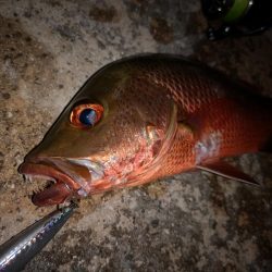 シンペンでゴマフエダイ