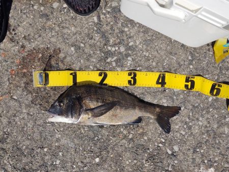 フカセでチヌ　投げ釣りでマゴチ