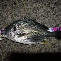 (2020/08/17 南港ヘチ釣り キビレチヌ 45.5cm,40cm~小型 釣果有り)