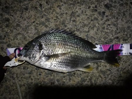 （2020/08/17 南港ヘチ釣り　 キ…