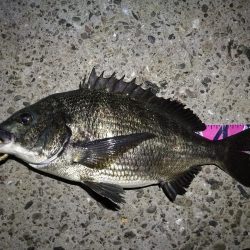 (2020/08/18 南港ヘチ釣り 真チヌ 47.5㎝、キビレチヌ 33㎝ 釣果有り)