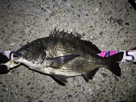 （2020/08/18 南港ヘチ釣り　 真…