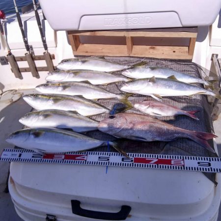 遊漁船SOUTH8/19釣果