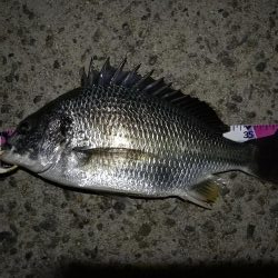 (2020/08/20 南港ヘチ釣り キビレチヌ 43.5㎝,36㎝ 真チヌ 釣果有り)