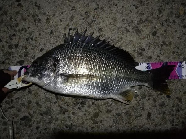 (2020/08/20 南港ヘチ釣り キビレチヌ 43.5㎝,36㎝ 真チヌ 釣果有り)