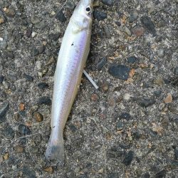 不発のキス釣り