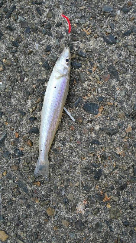 不発のキス釣り