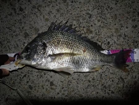 （2020/08/21 南港ヘチ釣り　 キ…