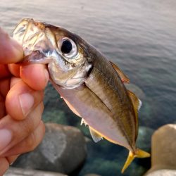 アジ釣れた♪
