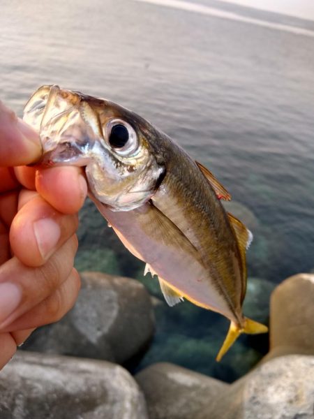 アジ釣れた♪