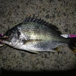 (2020/08/22 南港ヘチ釣り キビレチヌ 43cm,42cm~ ガシラ 釣果有り)