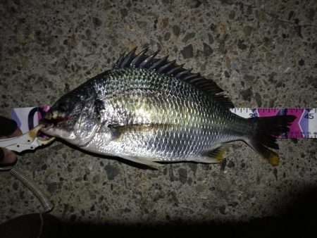 （2020/08/22 南港ヘチ釣り　 キ…