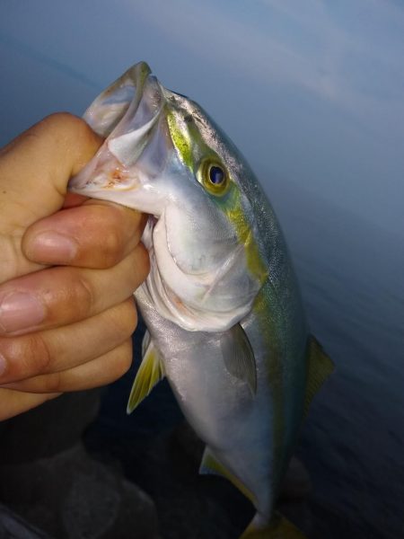 アジ狙いだったけど…