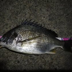 (2020/08/23 南港ヘチ釣り キビレチヌ 44cm,36cm,33㎝~ 真チヌ 32㎝ 釣果有り)