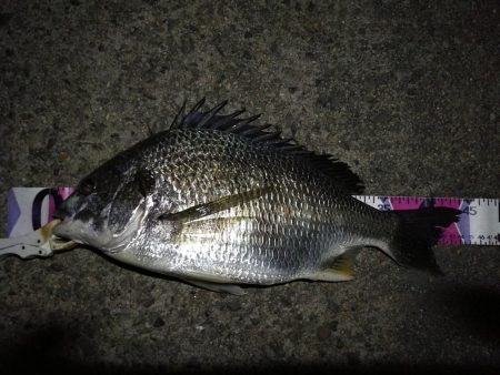 （2020/08/23 南港ヘチ釣り　 キ…