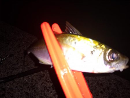 アジはイマイチ