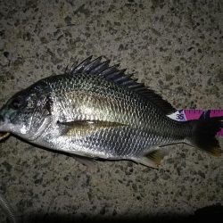 (2020/08/26 南港ヘチ釣り キビレチヌ 45cm,41.5㎝,32cm,30㎝~ ガシラ 20㎝ 釣果有り)