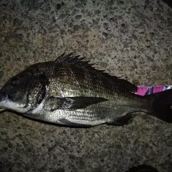 （2020/08/27 南港ヘチ釣り　 真チヌ 49㎝、キビレチヌ 38cm～ ガシラ 釣果有り）