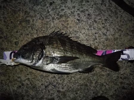 （2020/08/27 南港ヘチ釣り　 真チヌ 49㎝、キビレチヌ 38cm～ ガシラ 釣果有り）