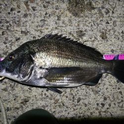 (2020/08/29 南港ヘチ釣り 真チヌ 47.5㎝、キビレチヌ 40cm~ 釣果有り)