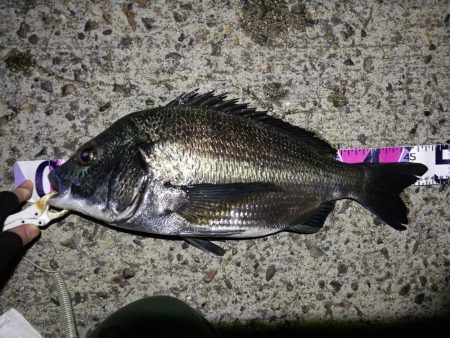 （2020/08/29 南港ヘチ釣り　 真…