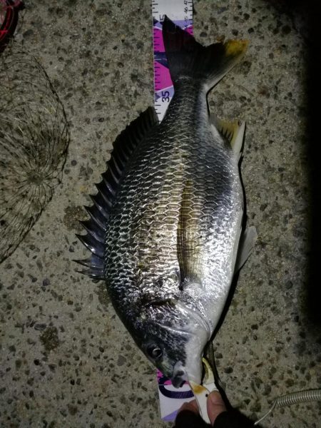 （2020/08/30 南港ヘチ釣り　 キ…