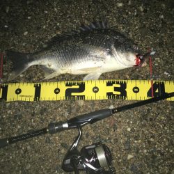 ２０２０　キビレ調査NO、3　