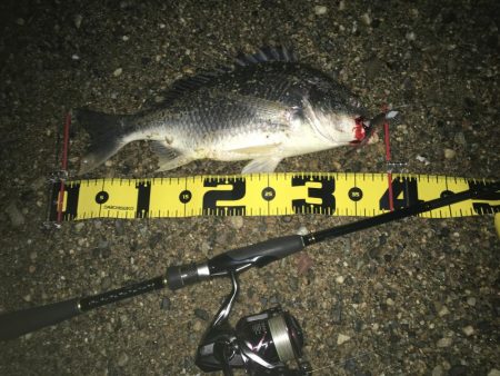 ２０２０　キビレ調査NO、3　