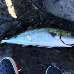 伊豆下田フィッシング 釣果 伊豆半島 下田 福浦 その他餌釣り カンパチ 陸っぱり 釣り 魚釣り 釣果情報サイト カンパリ