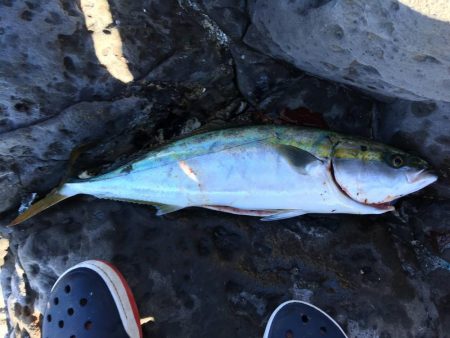 地磯釣行（富戸周辺地磯）