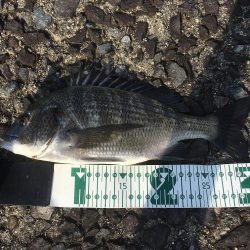 チニング　RIDE ON ！