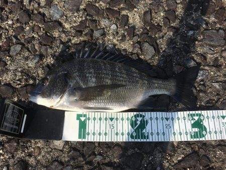 チニング　RIDE ON ！