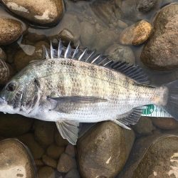 ウェーディングでチヌ狙い